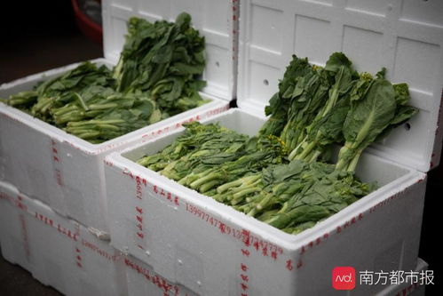 湖北农产品滞销,广东出手了 200吨湖北果蔬今日抵穗