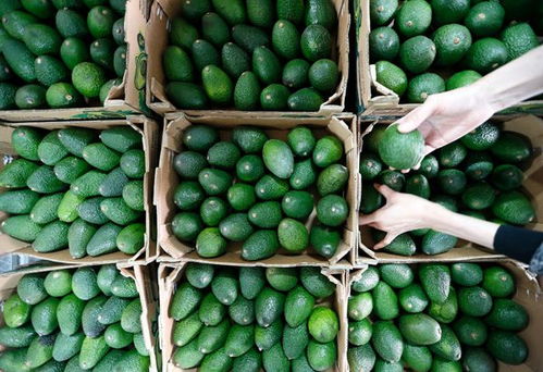 秘鲁牛油果 摩洛哥柑橘 越南菠萝蜜 进口水果又来了 国际农副产品交易市场复产复市有序推进